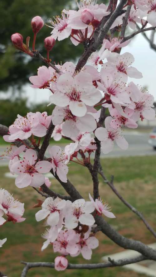 Flowers Cherry Blossom Spring Flora Petal Plant