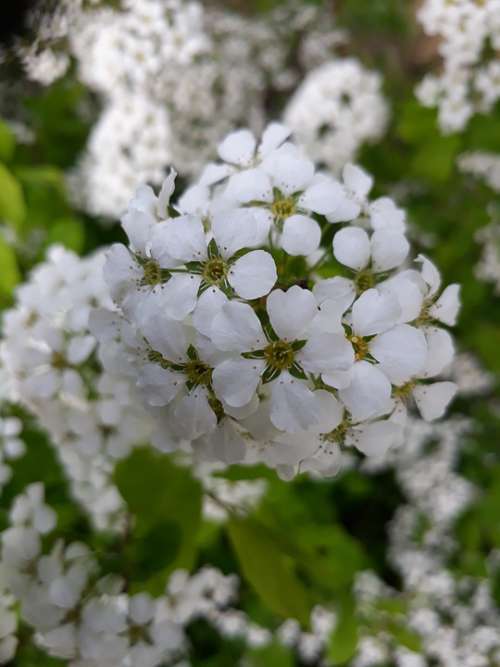 Flowers Spring Flowers White Flower Blossom Petal