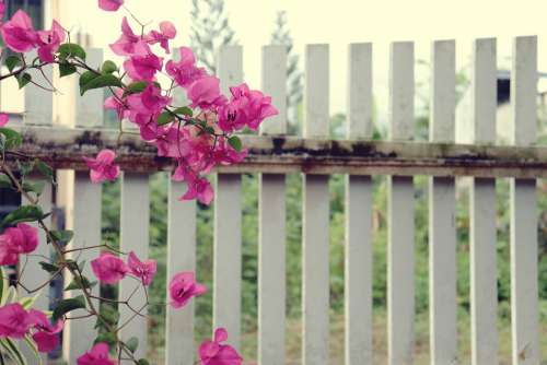 Flowers Bougainvillea Fence Fences Summer Love