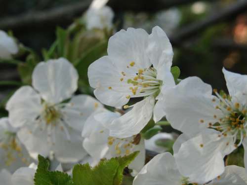 Flowers Nature White Blossom Plant Spring Bloom