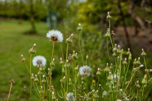 Flowers Green Spring Plant Nature White Natural