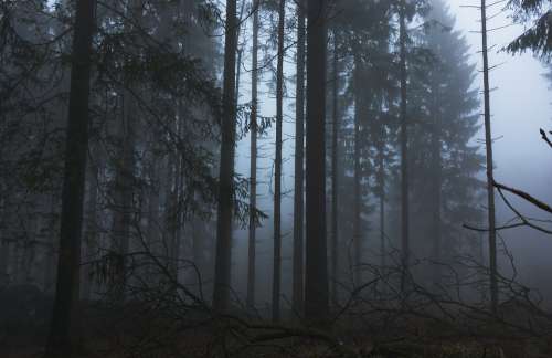 Fog Forest Trees Nature Landscape Mysterious Mood