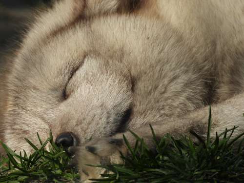 Fox Mammal Puppy Nature Fur Mammals