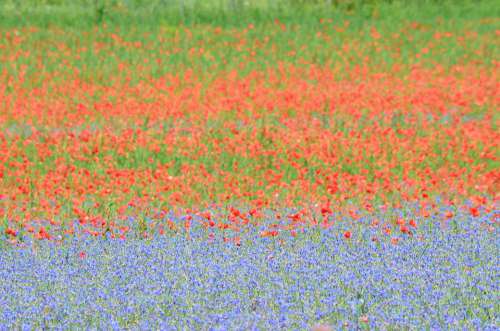 France Poppy Cornflowers Flower Meadow