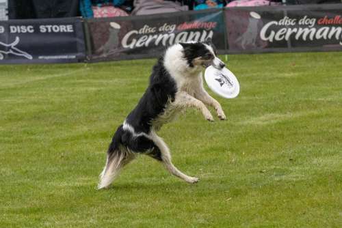 Frisbee Dogfrisbee Disc Mastiffs Dog Hundesport