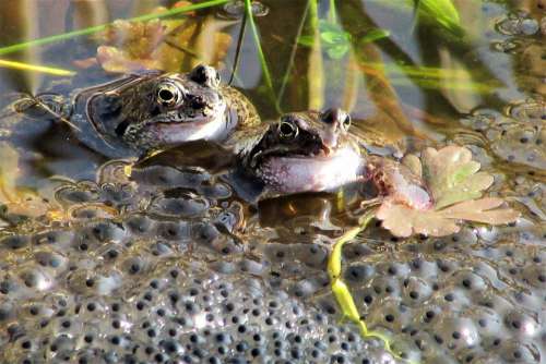 Frog Mate Spring Funny Love Amphibians Two Pond