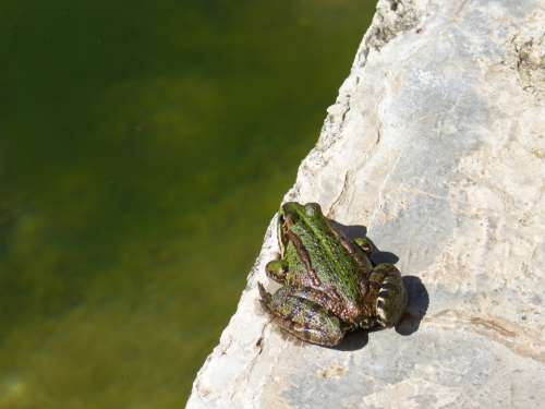 Frog Raft Jump Batrachian Green