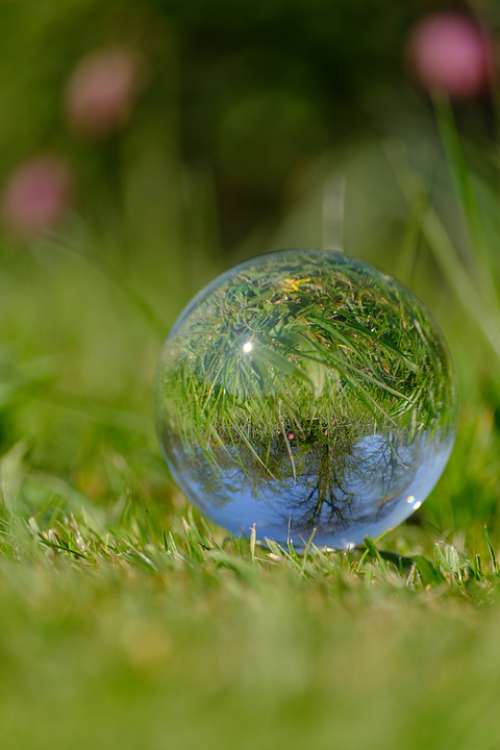 Frog Lily Glass Orb Photography Crystal Ball Grass