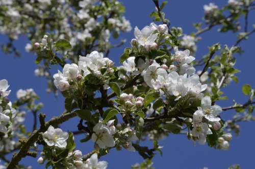 Fruit Tree Apple Tree Blossom Bloom Bloom Nature