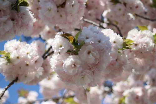 Full Bloom Cherry Spring Nature
