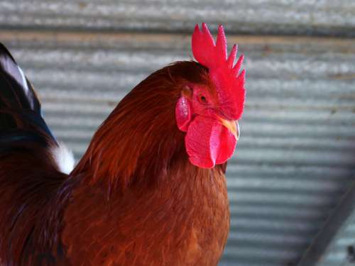 Gallo Crest Poultry Farm Plumage
