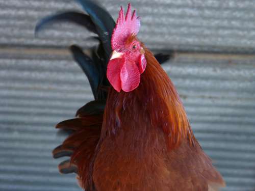 Gallo Crest Poultry Farm Plumage