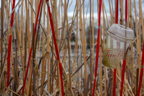 Garbage Plastic Beach Pollution Straws