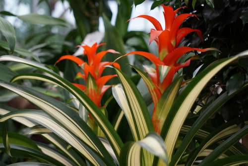 Garden Red Nature Flower