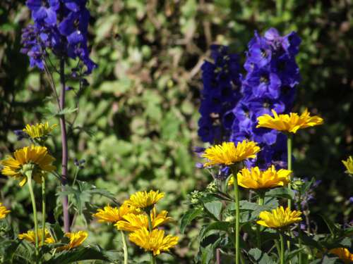 Garden Flowers Yellow Nature Blossom Bloom Summer