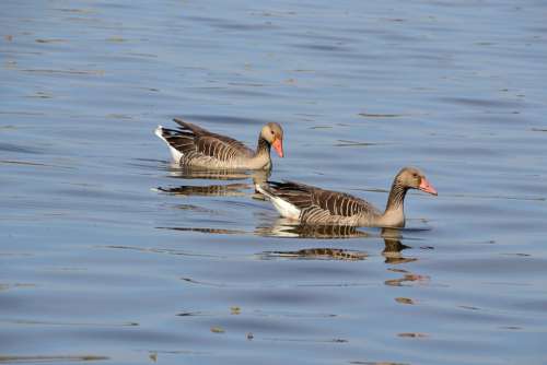 Geese Birds Water Goose Nature Feather Lake