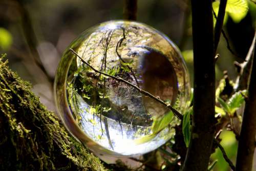 Glass Ball Branch Magic Mood Forest Fantasy