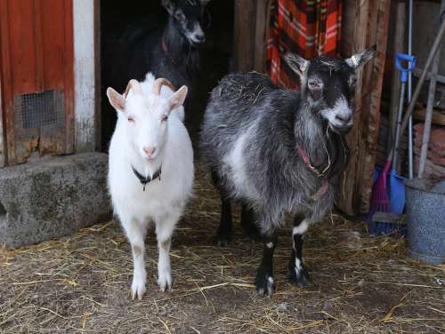 Goat Kid Domestic Animal Farm Agriculture