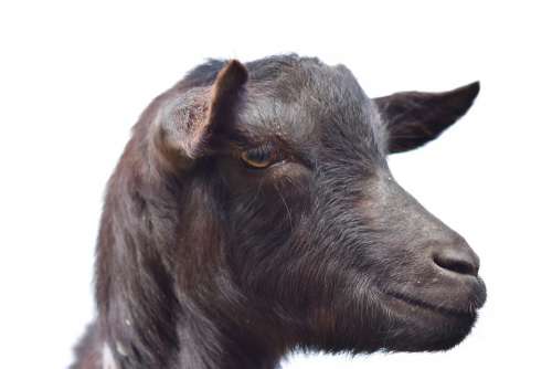 Goat Portrait Profile Of Goat Ruminant Nature