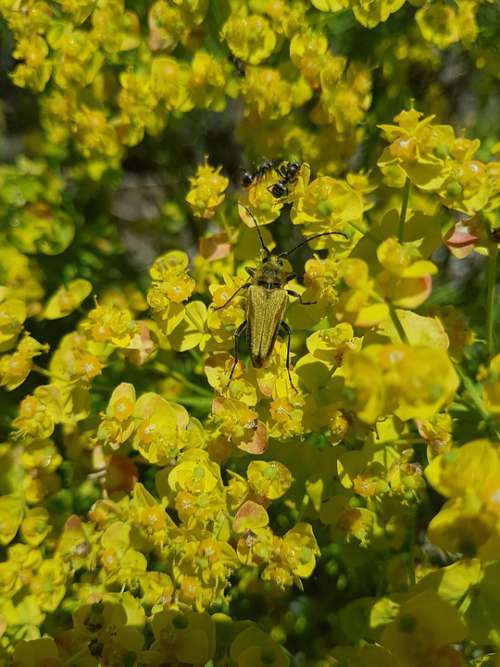 Golden Beetle Flowers Yellow Plant Flora Sunny