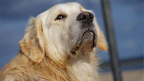 Golden Retriever Dog Animal Nature Pet