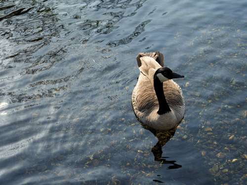 Goose Bird Water Feather Swim Nature Wildlife