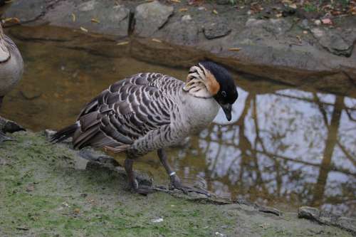 Goose Duck Poultry Bird Wild Nature Beautiful