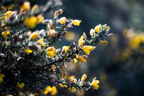 Gorse Bush Broom Yellow Blossom Nature Plant