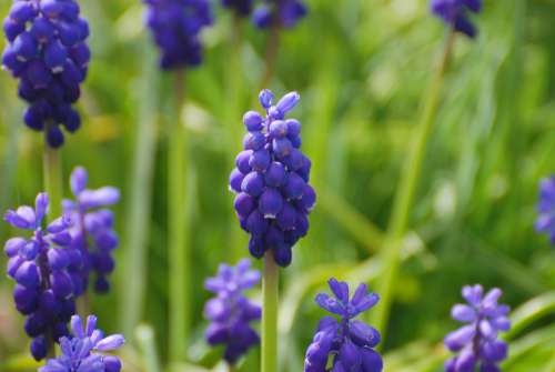 Grape Hyacinths Blue Flowers Spring Flower