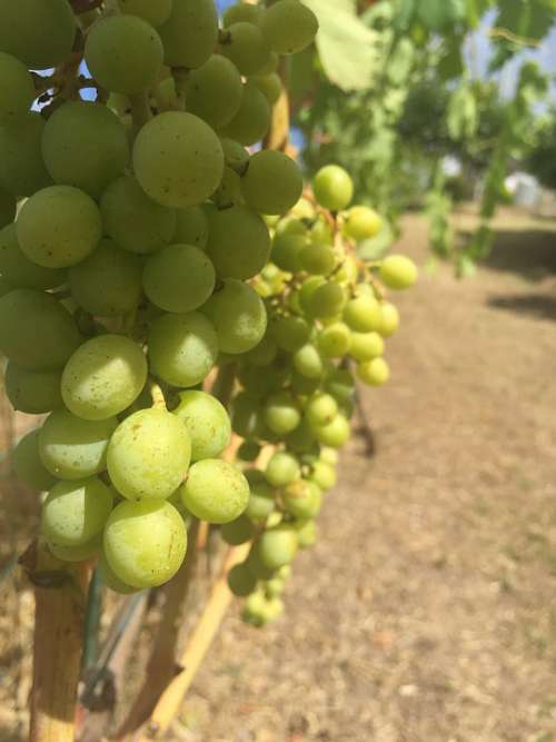 Grapes Vine Wine Vineyard Sweet Grapevine Italy