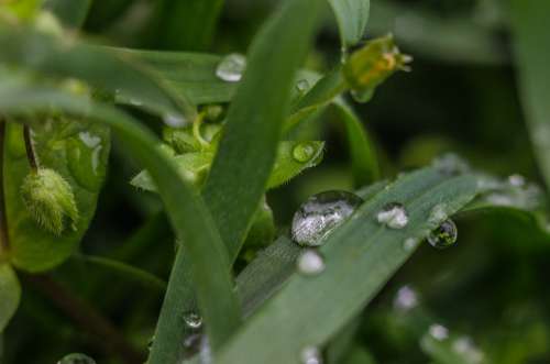 Grass Macro Waterdrop Water Rain