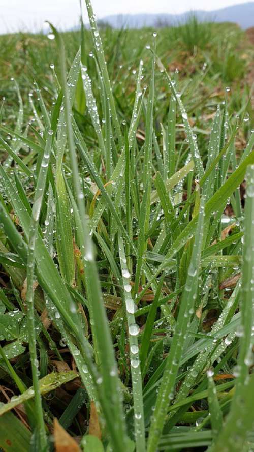 Grass Drops Of Rain Meadow Green
