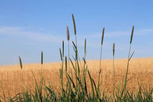 Grass Grasses Nature Landscape Field Foxtail