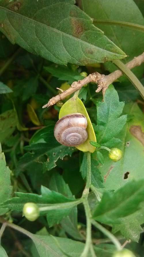 Green Green Leaf Snails Macro