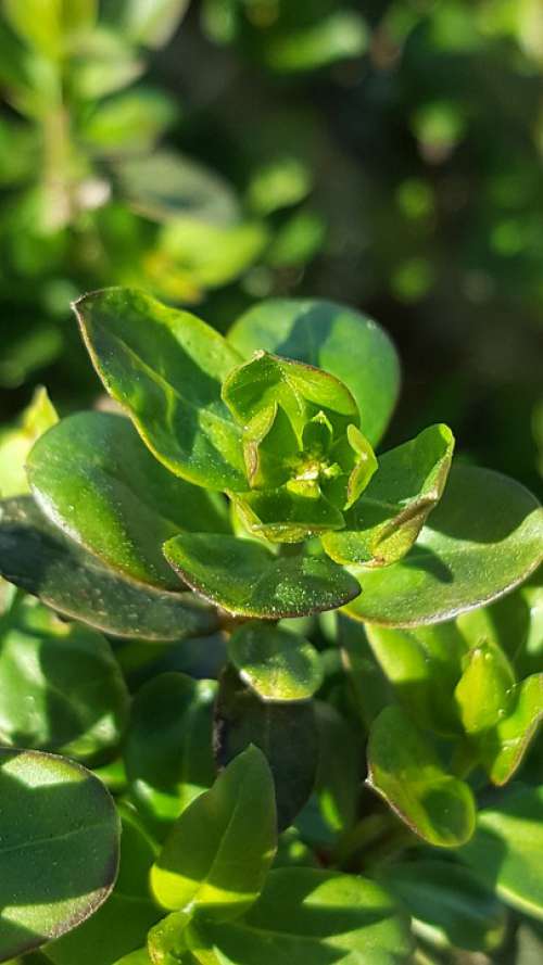 Green Nature Bud Hedge Landscapes Scenery Beauty