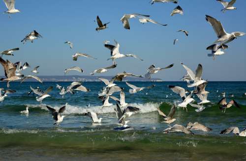 Gulls Swarm Beach Coast Baltic Sea