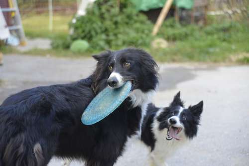 Happy Dog Frisbee Pet Fetch Doggy