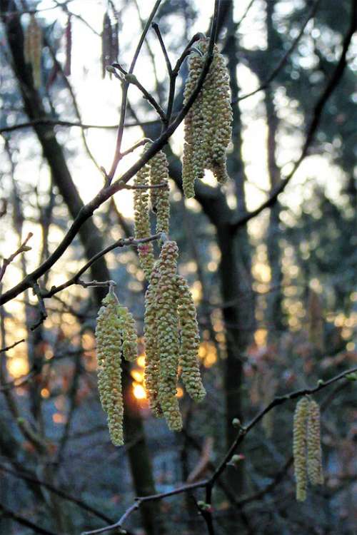 Hazel Sunset Spring Pollen Evening Red Branch