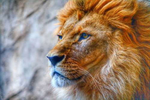 Hdr Photos Photograf Animal Wildlife Lion Löwe