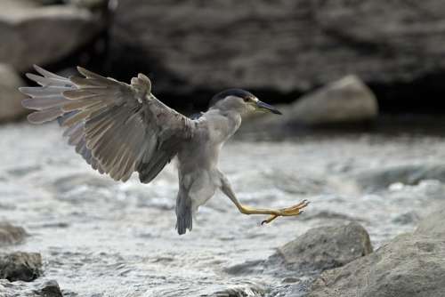 Heron Animal Plumage Beak Wildlife Nature Flying