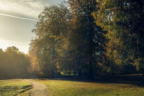 Hjort Deer Forest Autumn Golden Leaves Leaves