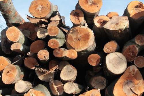 Holzstapel Tree Trunks Firewood Strains Storage