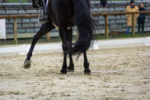 Horse Horses Dressage Pompadour Nature Animals