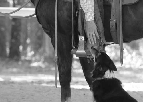 Horse Cowboy Rider Dog Border Collie Equestrian