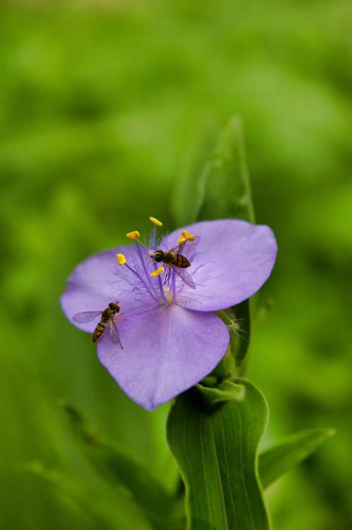 Hoverfly Hoverflies Insect Wings Nature Flowers