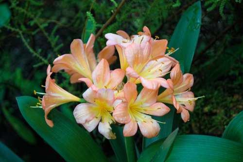 Hvězdník Amaryllis Flower Plant Pink Flora