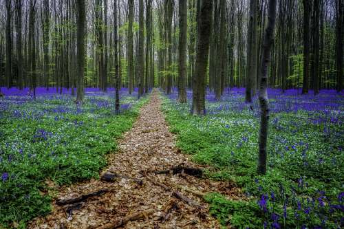Hyacinths Forest Hallerbos Flowers Nature Blue