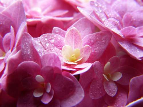 Hydrangea Pink Blossom Bloom Close Up