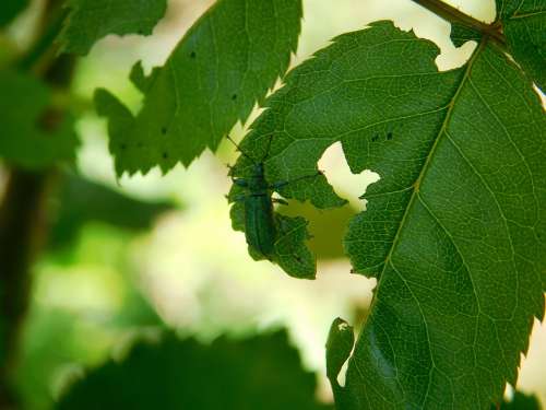 Insect Leaf Tree The Beetle Garden Summer Green