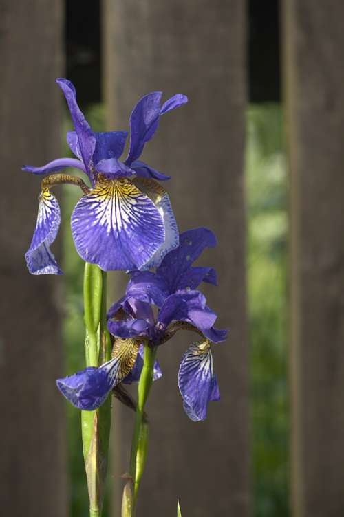 Iris Irises Violet Flower Nature